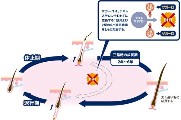 ザガーロによるヘアサイクルへの影響